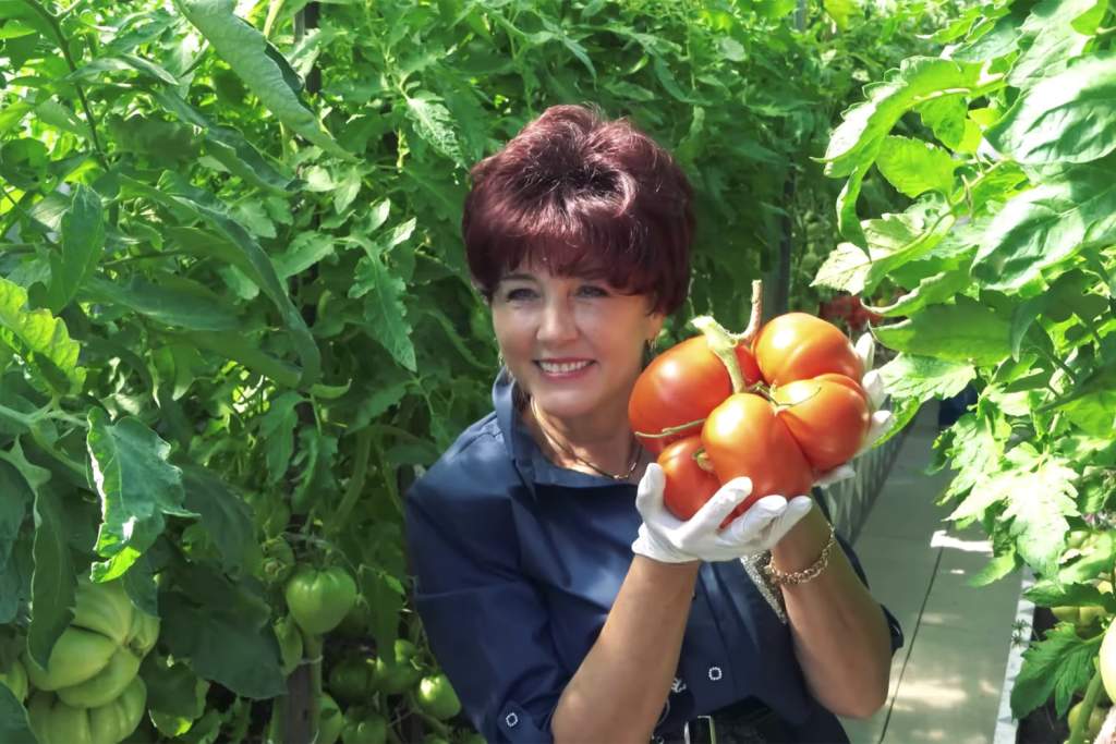 Минусинские помидоры Натальи Щербининой