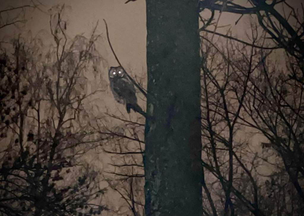 Бердвотчер: о прекрасных созданиях больших и малых в парке города ...
