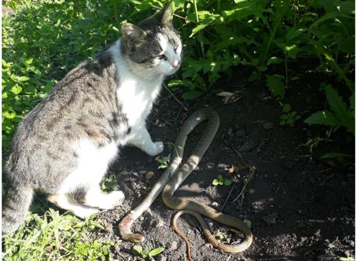 Мурзик спас хозяев: кот убил ядовитую змею