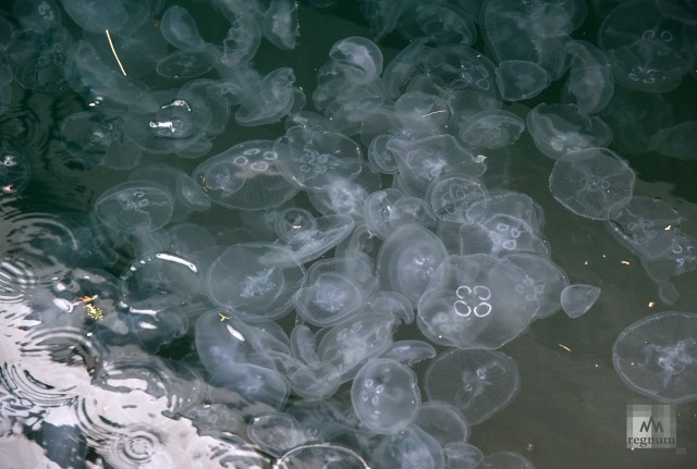 Причина нашествия медуз в обмелении реки Дон