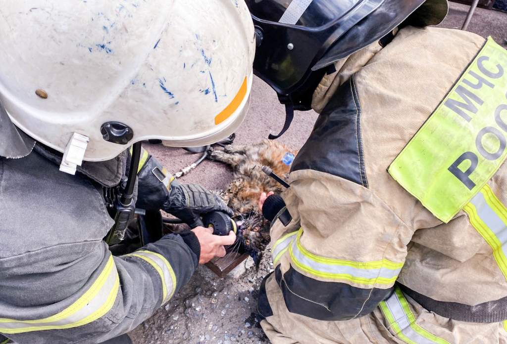 Кошек откачивали дыхательным аппаратом: пожарные спасли животных из горящей квартиры