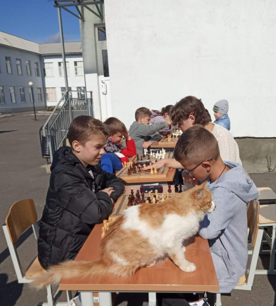 В миллеровской школе  № 5 прошел шахматный турнир в рамках акции «Золотая осень»