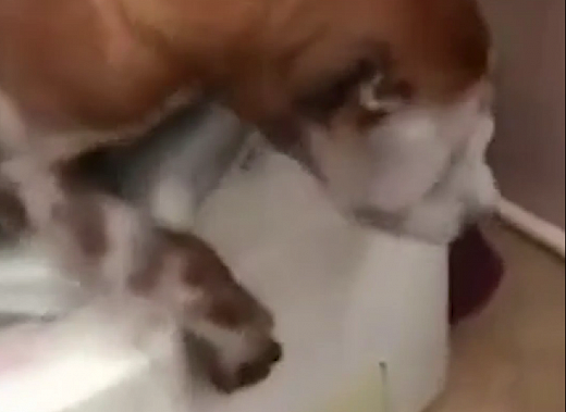 Собака вылезает из стиральной машины мокрая и в пене: подросток из Ростова-на-Дону выкладывал видео с издевательствами над животным