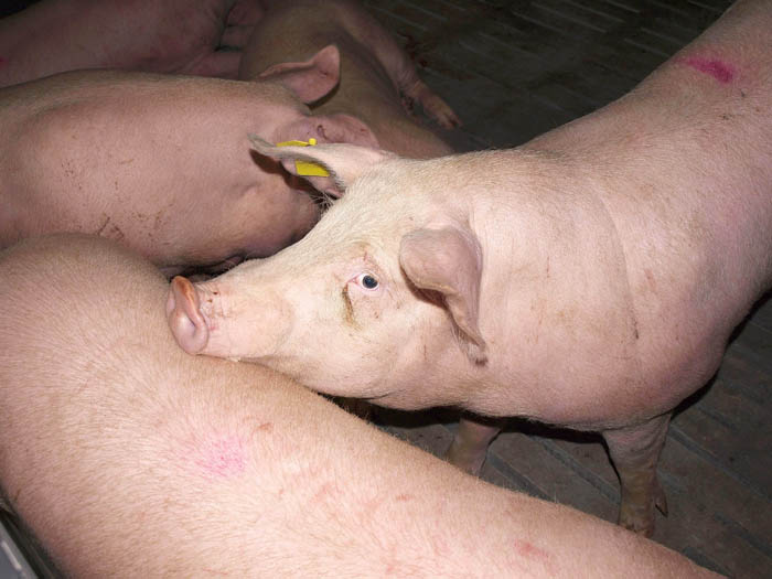 На территории Ростовской области зарегистрирован случай возникновения африканской чумы свиней