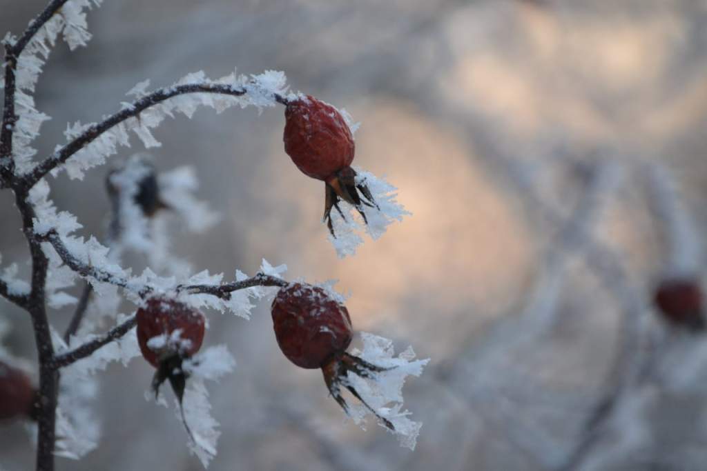 В Ростовской области ударят сильные морозы