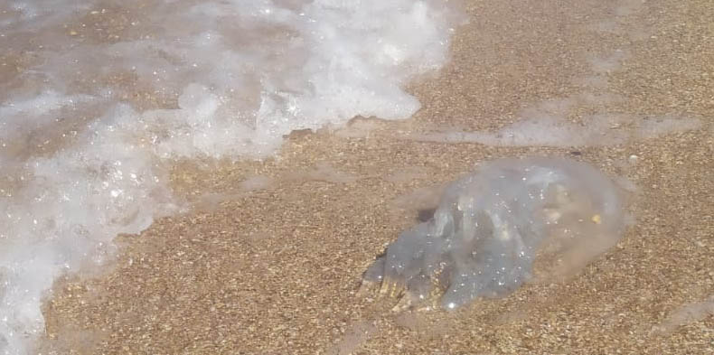 В замерзшем Азовском море погибла вся популяция огромных жалящих медуз