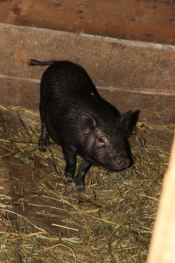 Отдел сельского хозяйства: в Каменском районе обнаружена Африканская чума свиней
